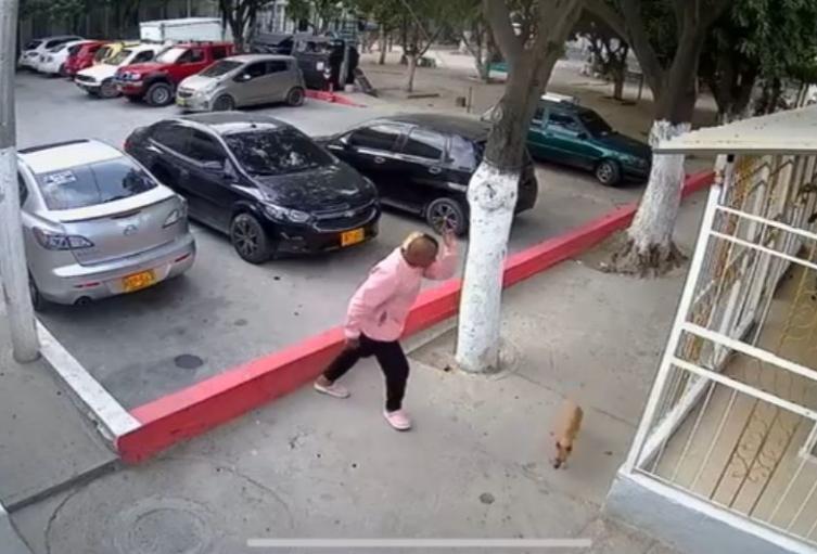 Perro pateado