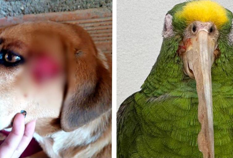 Brutal ataque con machete a un perro y 32 años de cautiverio para una lora: dos casos alarmantes de maltrato animal en Antioquia 