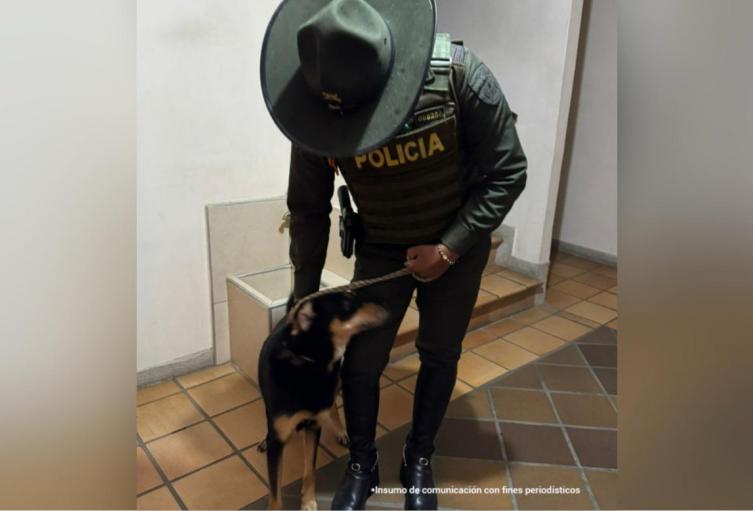 Maltrato animal: hallan a la perrita Zoé amarrada, desnutrida y con parásitos en Medellín