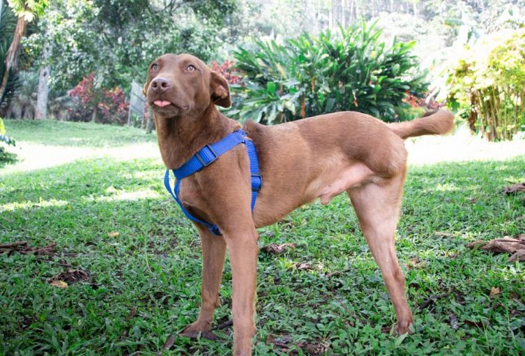 Más de mil animales en Medellín buscan ser adoptados