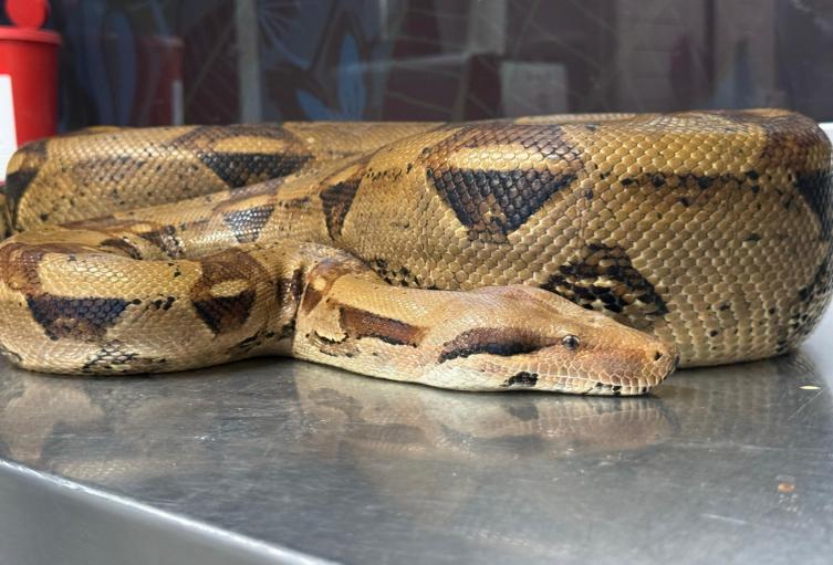 Gigantesca serpiente encontrada en las calles de Medellín habría estado en cautiverio