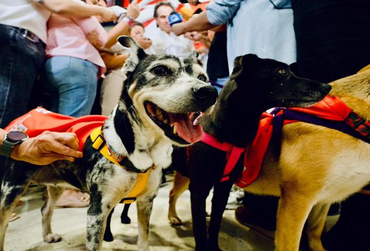 Adopta un Superhéroe, la campaña para adoptar perros en Medellín