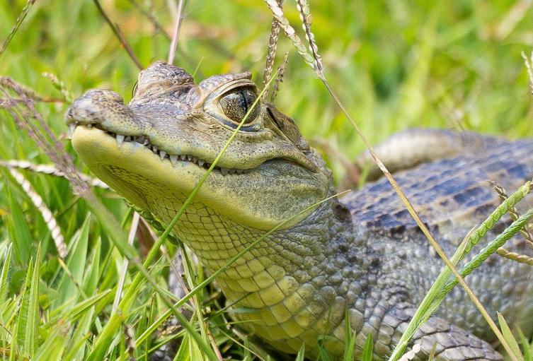 Fauna silvestre rescatada en Antioquia