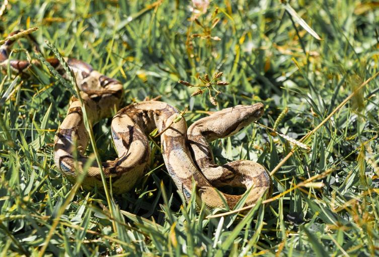 Fauna silvestre rescatada en Antioquia