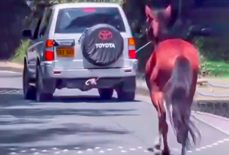Rechazo en Antioquia por caso de maltrato animal en vía entre El Peñol y Guatapé