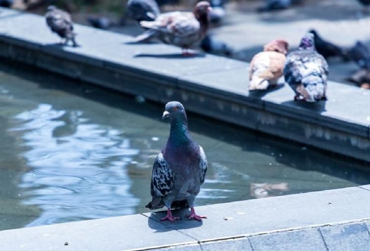Cuidado de las palomas en Envigado