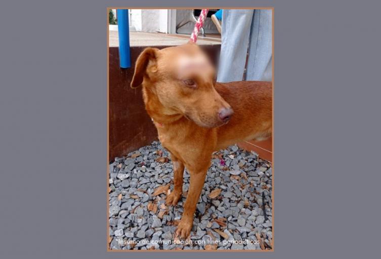 "Guardián" fue víctima de maltrato animal en Medellín