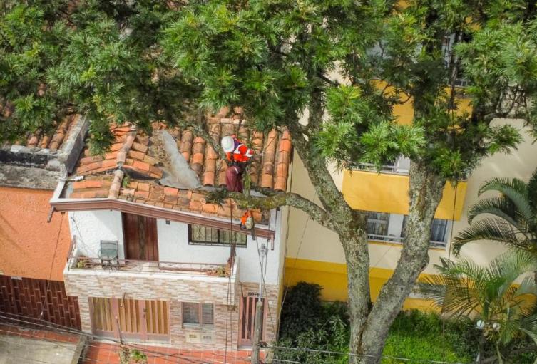 Intervención de árboles en Medellín