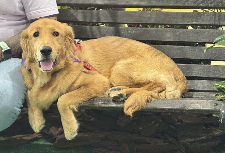 Mascotas en Antioquia