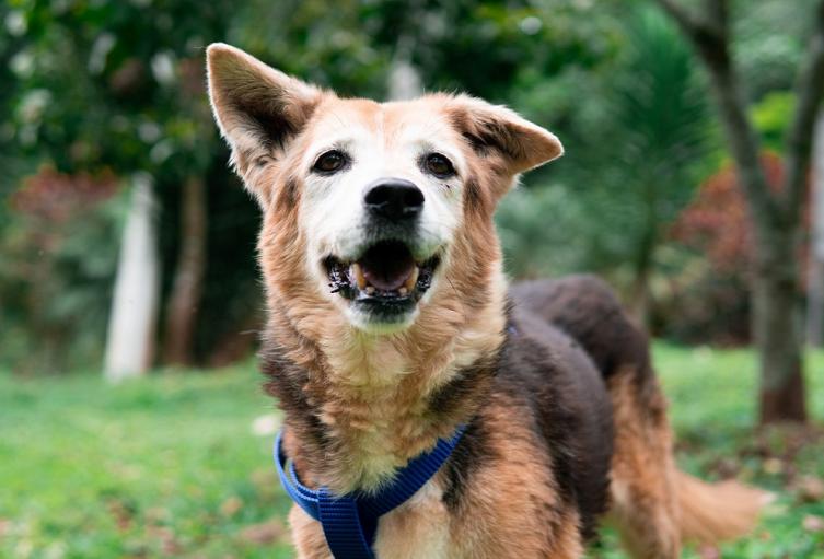 Animales en La Perla esperan ser adoptados