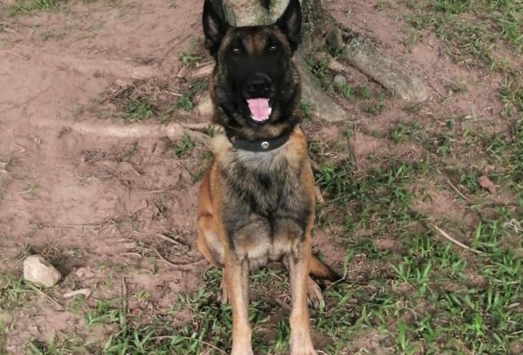 Sansón, canino antiexplosivos del Ejército