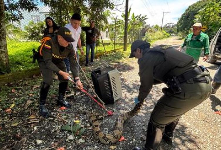 Mujer entregó voluntariamente una boa constrictor a Policía Ambiental en Apartadó 