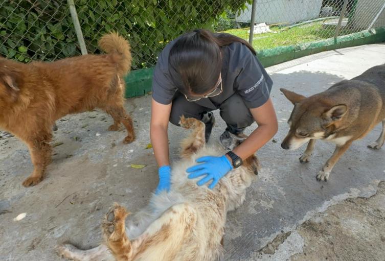 Alcaldía de Medellín asegura que vídeo difundido en redes sobre el trato de los animales en La Perla, no corresponde a esta administración