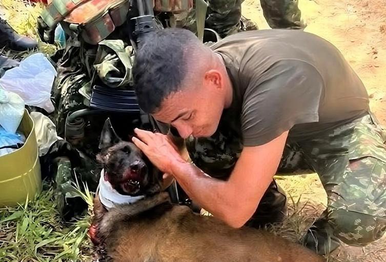 Animales afectados por explosivos en Antioquia