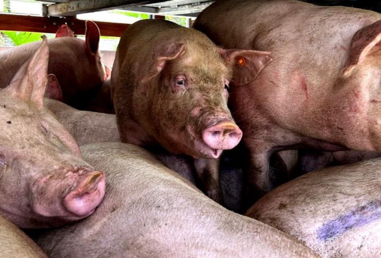 Recuperan 60 cerdos que habían sido hurtados en Antioquia