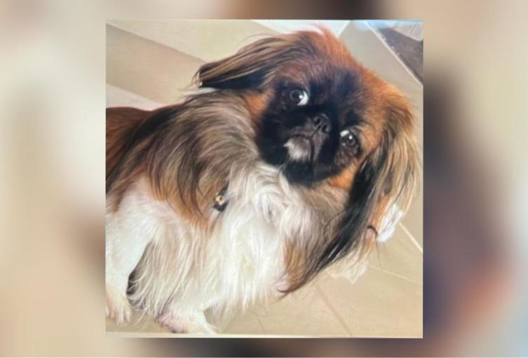 Maxi el perrito que falleció en el maletero de un bus con destino a Medellín