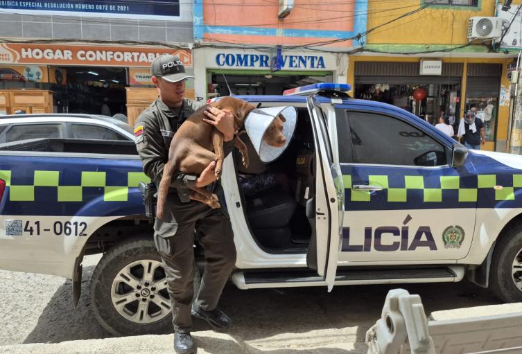 Canino resultó herido con un machete por ladrones en Apartadó: recibió más de 20 puntos