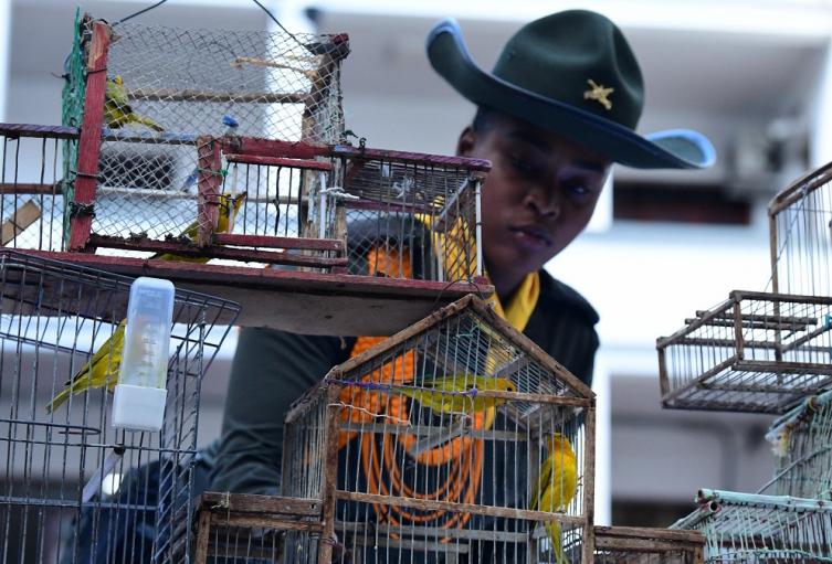 Aves incautadas en Medellín