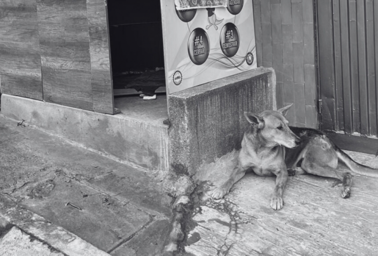 Perro callejero muerto por disparo de un presunto escolta.