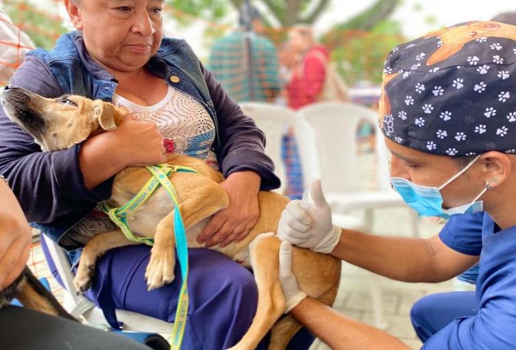 Esterilización de caninos y felinos en Antioquia