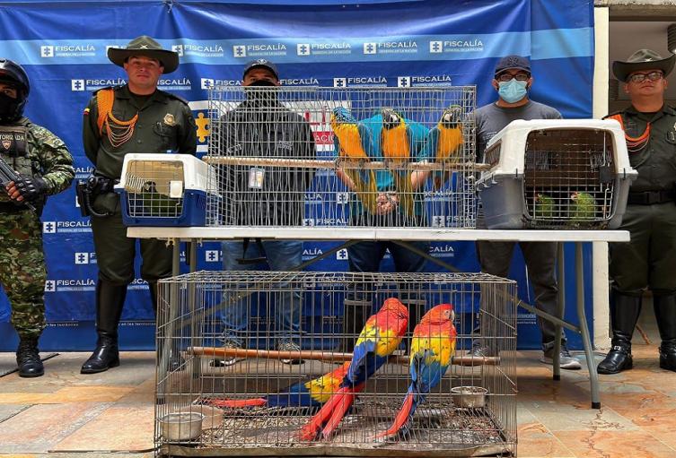 Rescatadas nueve aves silvestres en Copacabana