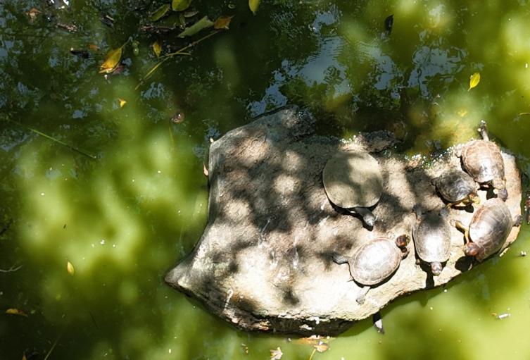 El lago del Jardín Botánico de Medellín