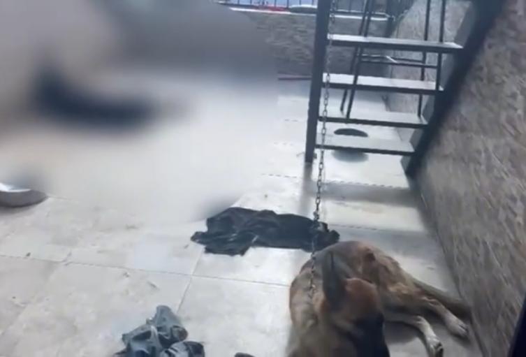Perros en mal estado encontrados por autoridades de Medellín
