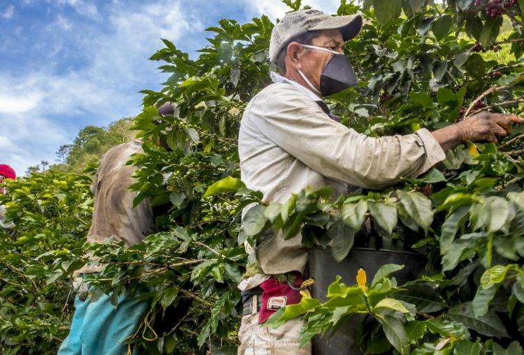 Revisarán antecedentes de recolectores de café y ampliarán presencia policial en nuevas subregiones durante el Plan Cosecha en Antioquia