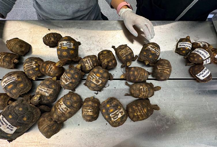 Tráfico ilegal de tortugas morrocoy en el Valle de Aburrá