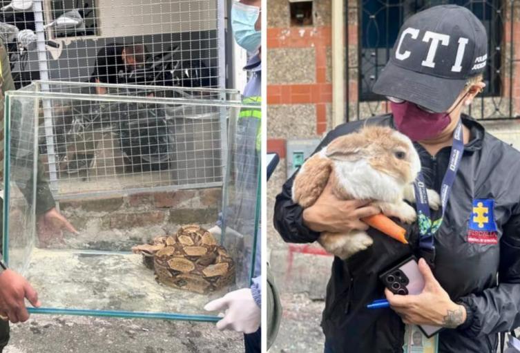 Parroquiano de Medellín pretendía alimentar una peligrosa culebra con conejos