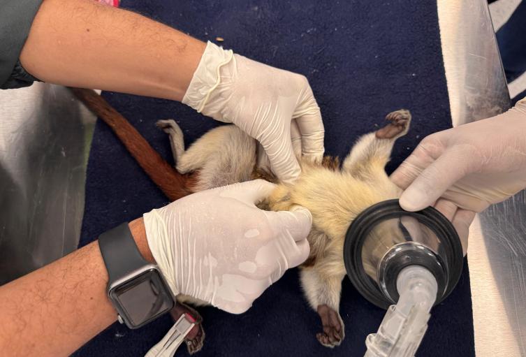 61 titíes llegaron al Área Metropolitana: desnutridos, mutilados y huérfanos