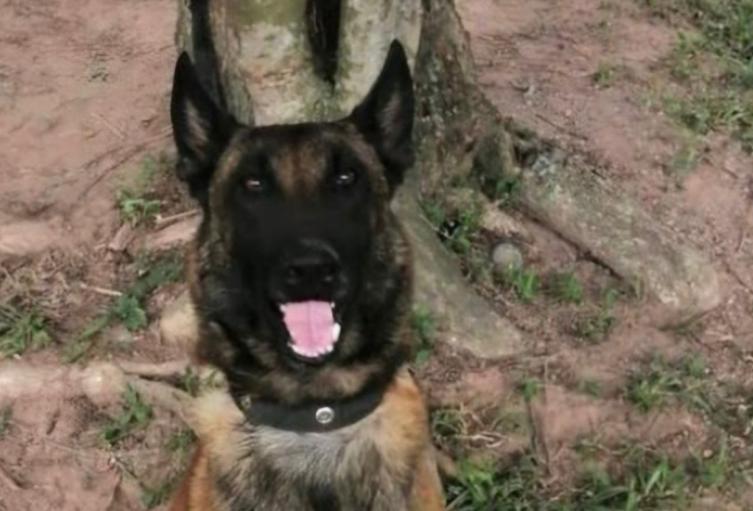 Perros asesinados en Amalfi, Antioquia 