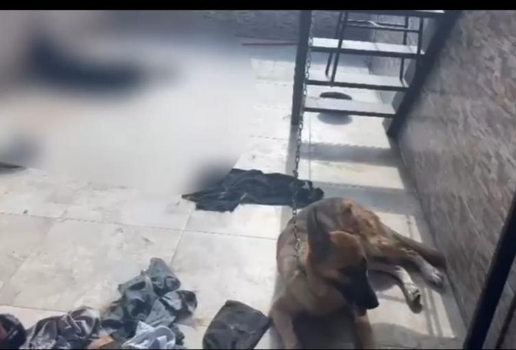 Al sol y al agua dejaron abandonados dos perros en una terraza en Medellín: Uno de los animales murió