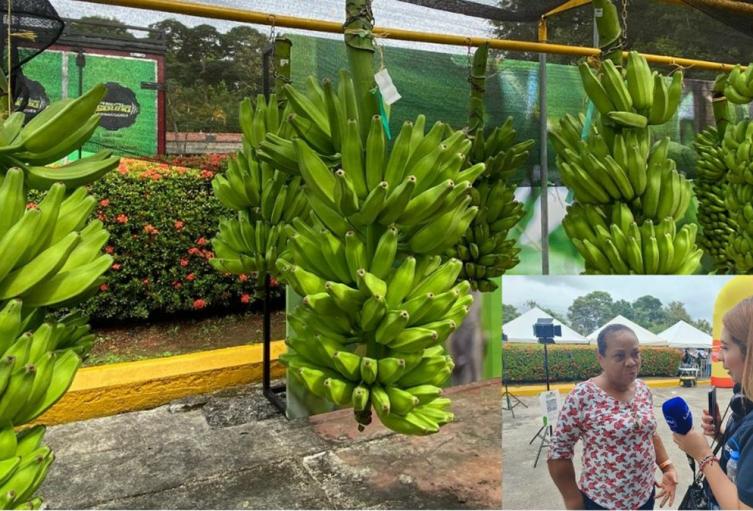 “Sufrí bastante cuando mataron a mi mamá y hermanos”, productora de plátano en Urabá cuenta su historia.