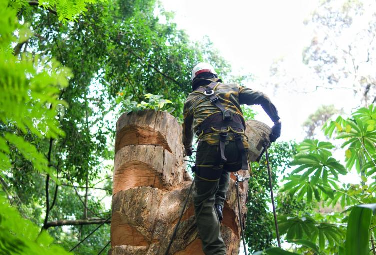 Árbol cortado en el barrio El Poblado