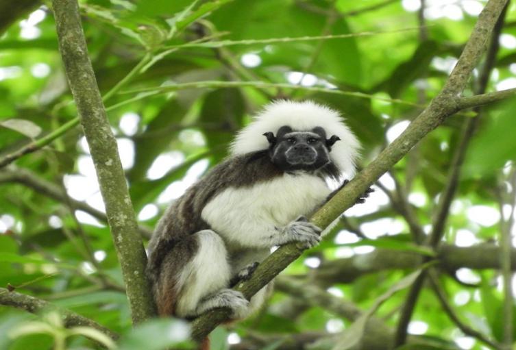Fundación Unibán trabajan para la protección de 21 especies priorizadas de flora y de fauna en el Urabá antioqueño