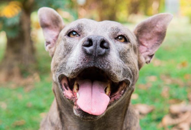 Jornada de adopción - Medellín - Sep2025