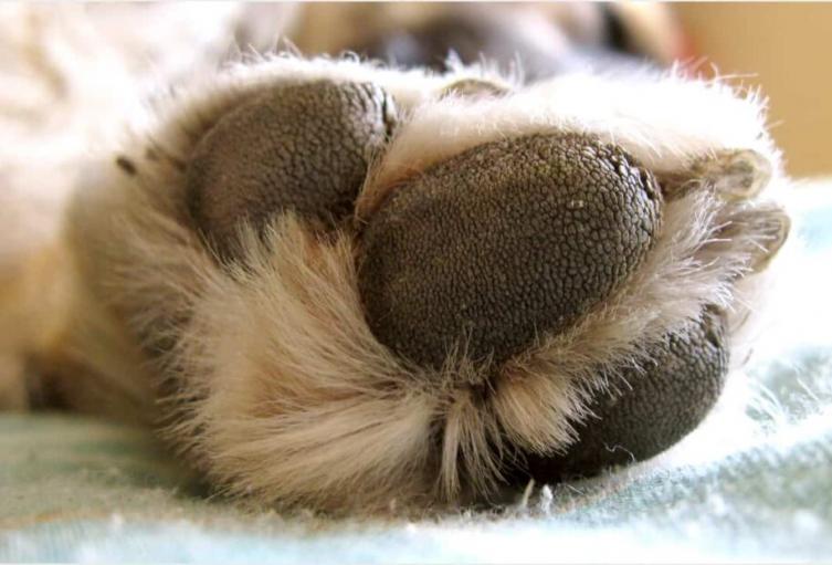 El agresor utilizó el arma blanca para asesinar al canino, que residía en su misma vivienda.