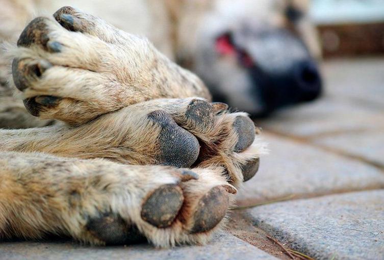 Denuncian bolsas con pollo envenenado en El Santuario; cinco mascotas murieron días antes en la zona rural