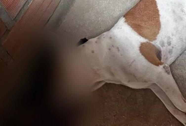 Perro fue asesinado a tiros en El Peñol; comunidad exige justicia