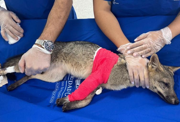 Atropellamiento de zorro perro en vía pública