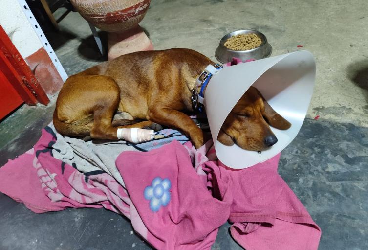 Maltrato animal: Perrito sobrevive con una varilla atravesada en la pata y enfrenta una infección en La Unión Maltrato animal: Perrito sobrevive con una varilla atravesada en la pata y enfrenta una infección en La Unión