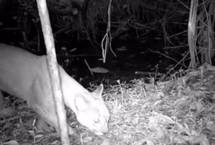 Itagüí refuerza monitoreo ambiental con 18 cámaras tras avistamiento de un puma 