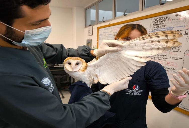 Una lechuza con pihuelas de cuero fue entregada a las autoridades ambientales, tras siete meses de cautiverio