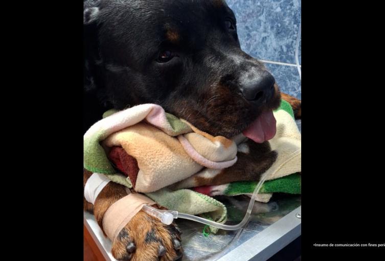 El perrito Aquiles se tragó una pepa de mango y murió en Medellín: La Fiscalía investiga a una veterinaria