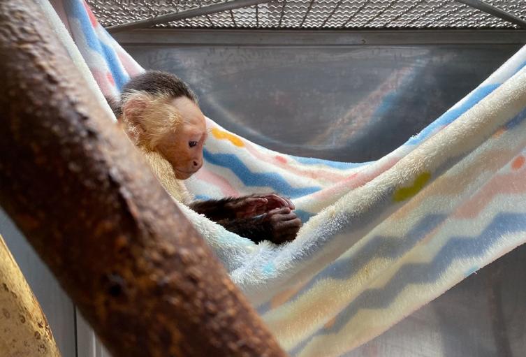 Mono Cautiverio - Antioquia -2025