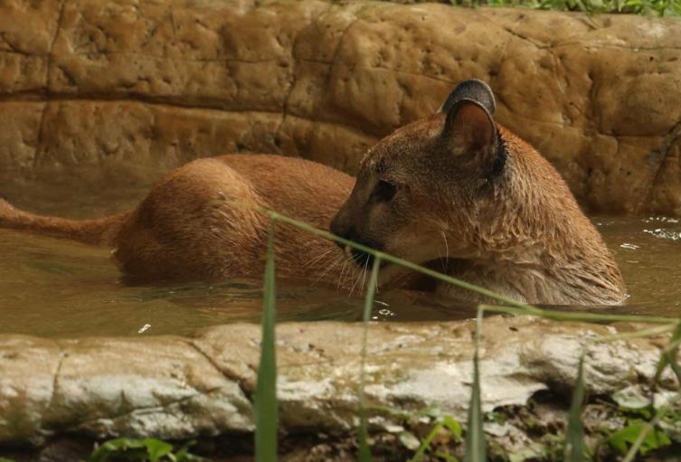 Puma rescatada - Antioquia - 2025