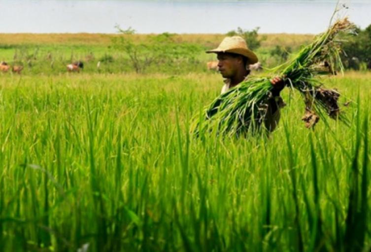 Procuraduría investiga posibles irregularidades en millonario proyecto 'Ruta del Arroz' que beneficia a municipios de Antioquia