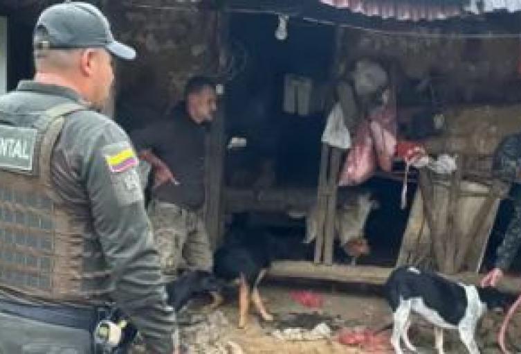 Rescatan 20 perros presuntamente agresivos que afectaban el ganado en una zona rural de Sonsón; hay un capturado con armas en una finca
