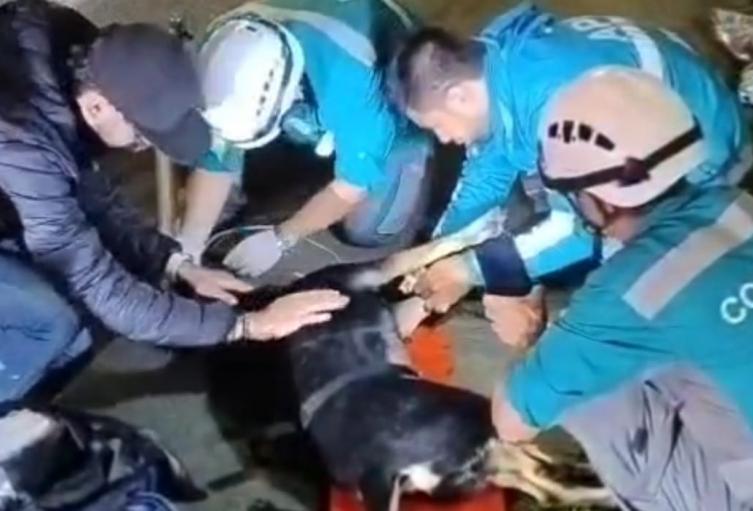 Le salvaron la vida a una perita en Medellín 